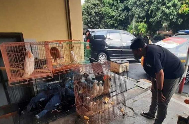 Pelaku Perdagangan Satwa Dilindungi Ditetapkan Tersangka, Ditahan di Polresta Solo