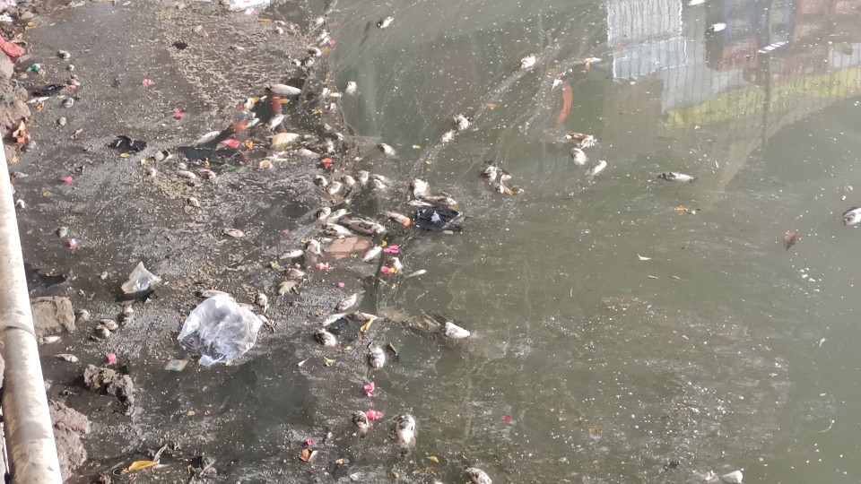 Ribuan Ikan Mati Mendadak di Kali Ancol, Warga Terganggu Bau Busuk 