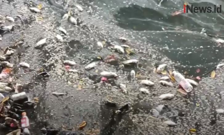 Ribuan Ikan Mati Mendadak di Kali Ancol, Camat Pademangan: Setiap Tahun Ada