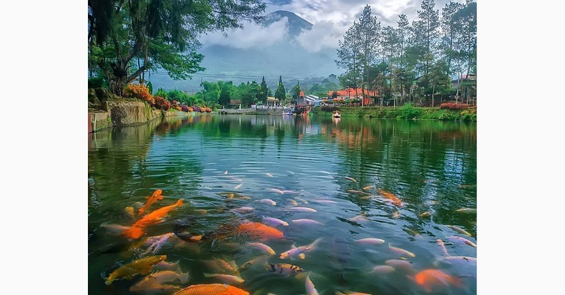 Menikmati Pemandangan Ikan Warna-warni Telaga Bedakah, Wisata Tersembunyi di Wonosobo