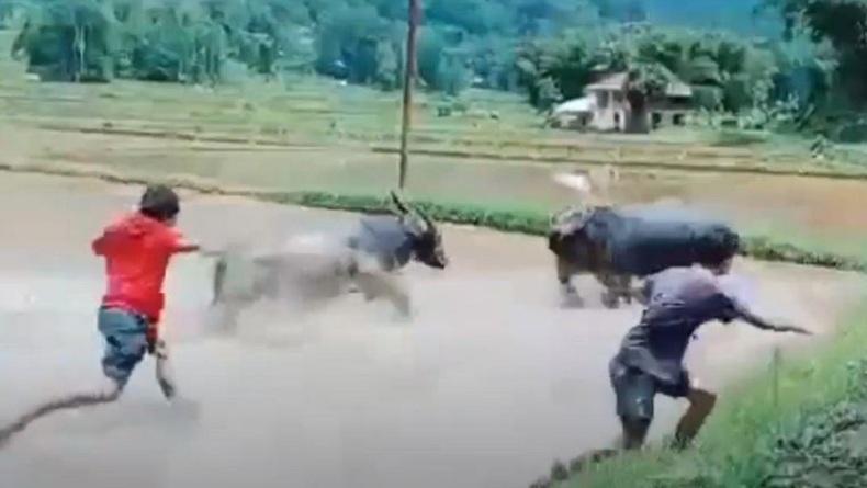 Detik-Detik Kerbau Tumbang Mati di Tempat saat Uji Nyali Adu Tanduk di Toraja