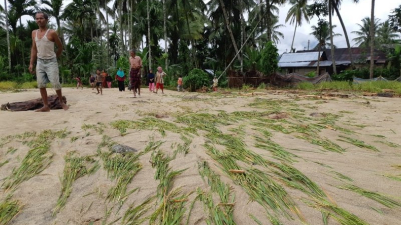 Sawah di Pasaman Rusak Diterjang Banjir, Petani Gagal Panen