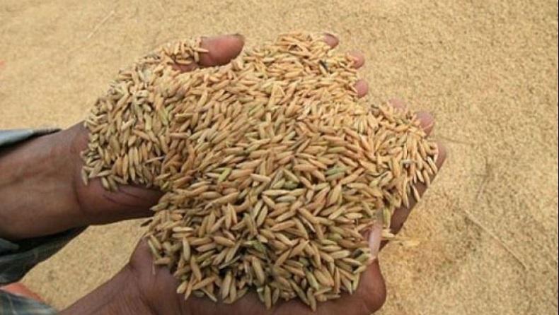 Masuk Musim Panen, Kementan Harap Kerja Sama K/L Serap Gabah Petani