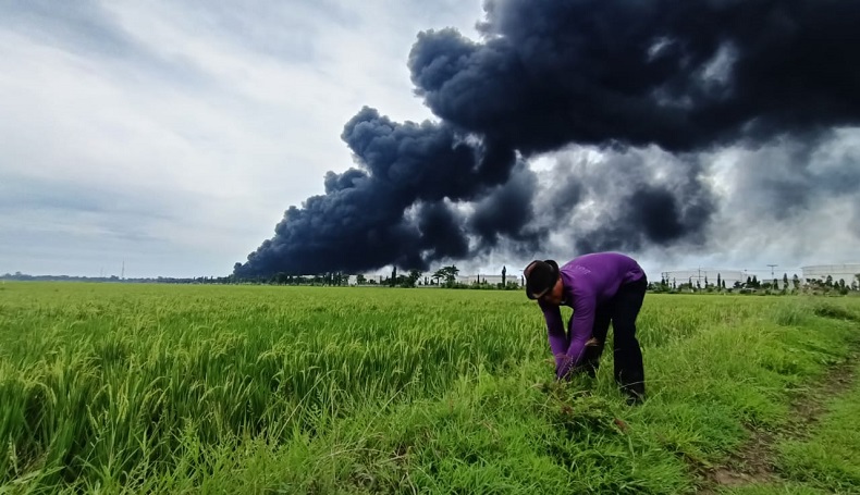 Nyali Tingkat Dewa, Rasdinah Nyambit Rumput Dekat Kilang Balongan demi Ternak