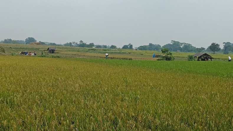 Fasilitas Terbatas, Hasil Panen Petani Kecil Susut saat Panen Raya