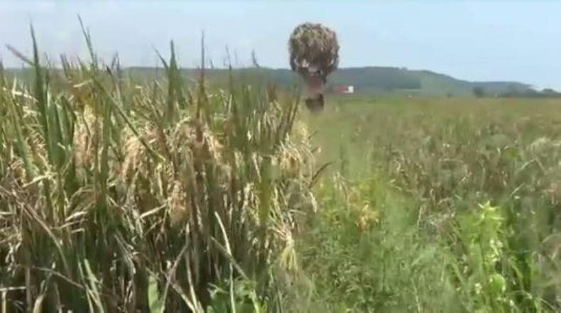 Harga Gabah Semakin Anjlok akibat Hama, Petani Batang Menjerit 