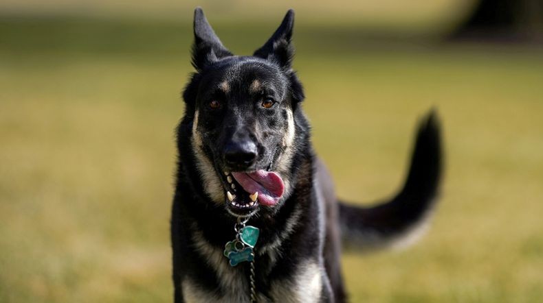 Anjing Joe Biden Kembali Gigit Orang di Gedung Putih