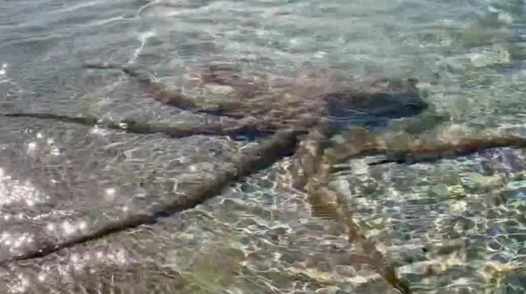 Asyik Berenang di Laut, Pria Ini Kaget Disengat Tentakel Gurita