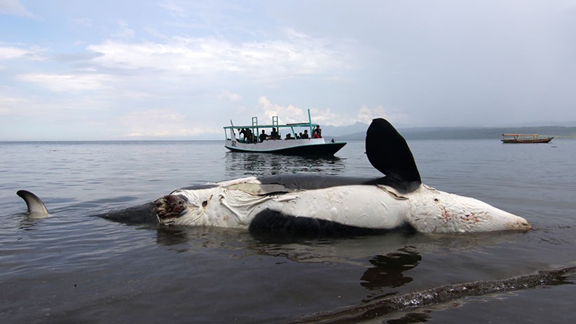 52 Hiu Terdampar di Pantai Madura, Ini Hasil Investigasi KKP
