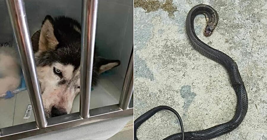 Kisah Pilu Anjing  Korbankan Nyawa demi Selamatkan Majikan dari King Cobra