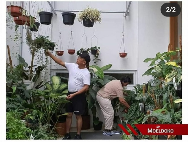 Moeldoko Unggah Momen Rawat Bunga, Netizen: Nikmati Masa Tua, Gak Usah Kudeta Lagi Pak