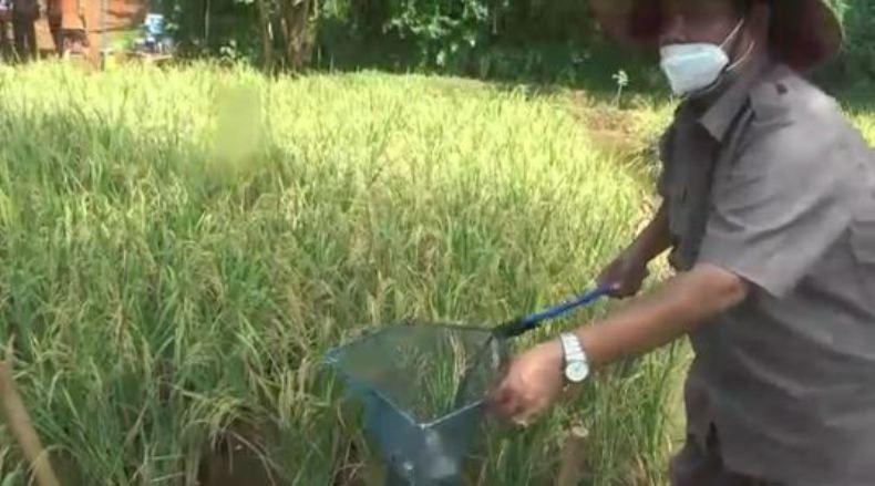 Kelompok Pemuda di Jepara Ini Budi Daya Padi Sistem Tumpang Sari