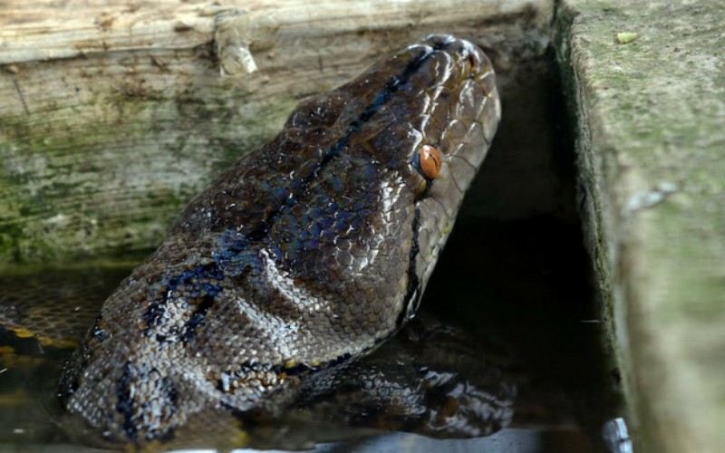 Ular Piton di Bawah Lantai Rumah Siap Menelan Mangsa Gemparkan Warga