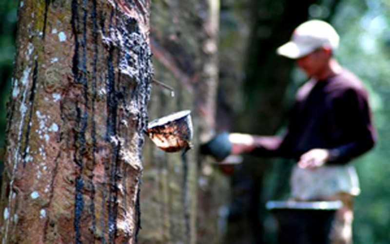  Mulai Pulih, Ekspor Karet Sumut Meningkat 9,9 Persen di Semester I 2021 