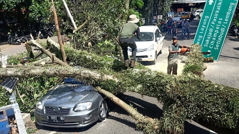 Pohon Tumbang Dekat Rumah Dinas Kapolda Jabar Timpa 5 Mobil di Bandung