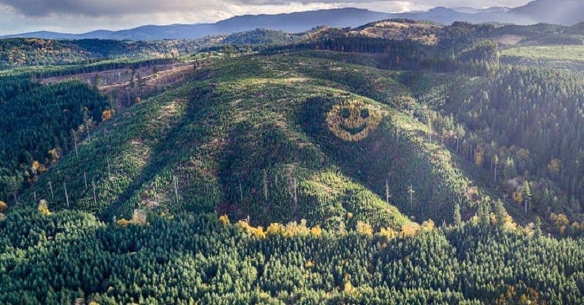 Mengemudi di Hutan Ini Bisa Lihat Wajah Raksasa Tersenyum, Intip Penampakannya