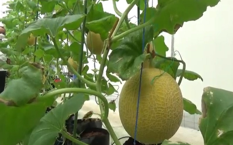 Konsumsi Melon Produksi Meksiko, 2 Warga Amerika Tewas