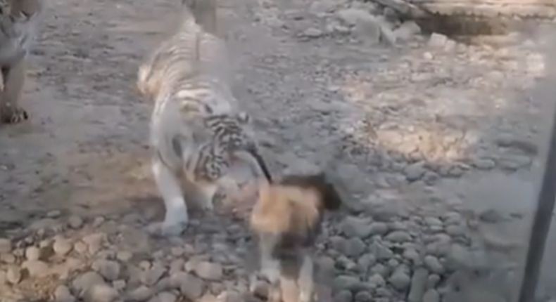 Nyata, Seekor Angsa Bikin Keok 2 Harimau