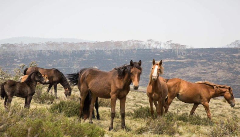 Australia Setujui Pemusnahan Kuda Liar dengan Ditembak dari Udara