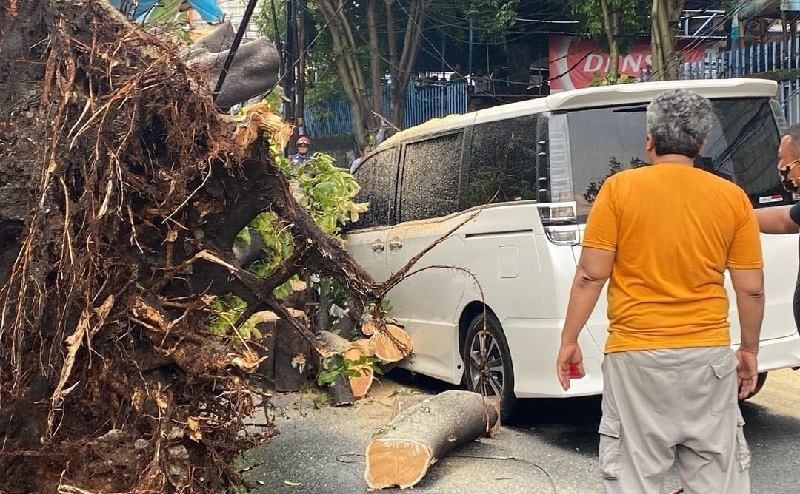 Hujan Deras, Mobil Eros Djarot Tertimpa Pohon Besar di Kebayoran Lama