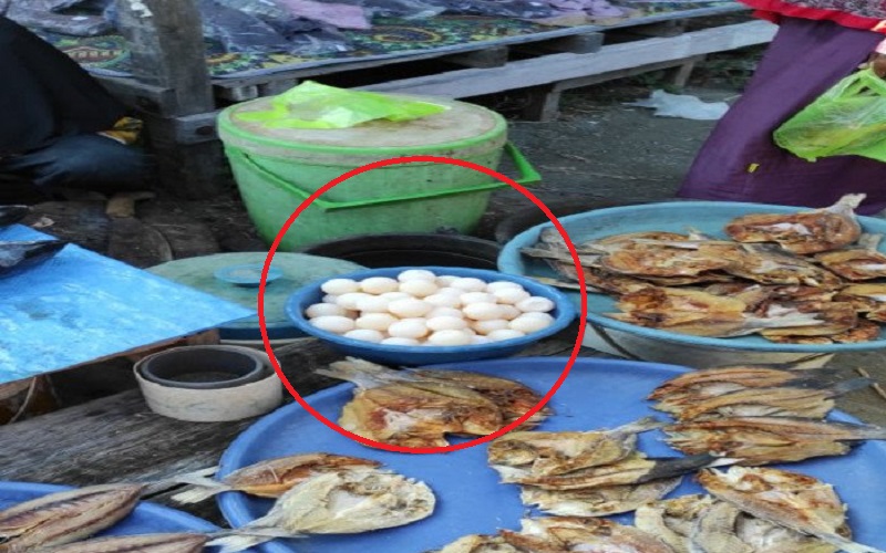 Beredar Kabar Penjualan Telur Penyu di Majene