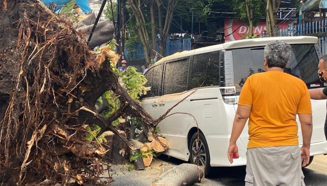 Mobil Erros Djarot dan Slamet Rahardjo Tertimpa Pohon Besar, Begini Kondisinya