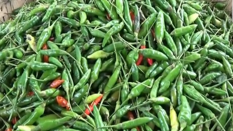 Harga Cabai Masih Tinggi Gegara Banyak Petani di Sangihe Gagal Panen