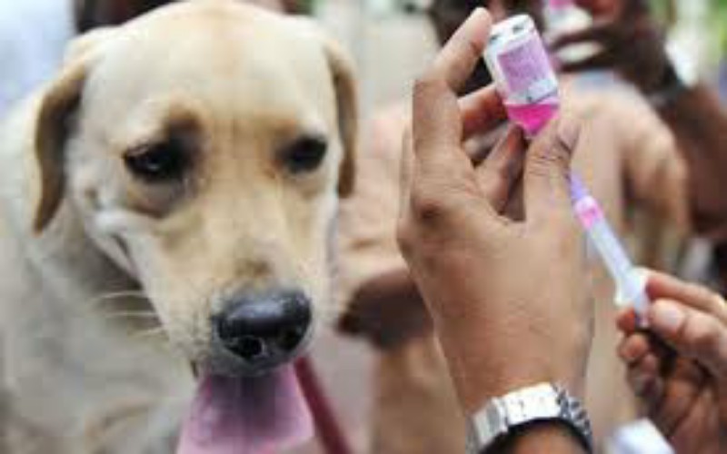 Sumsel Belum Bebas Rabies, Ini Saran Para Dokter Hewan
