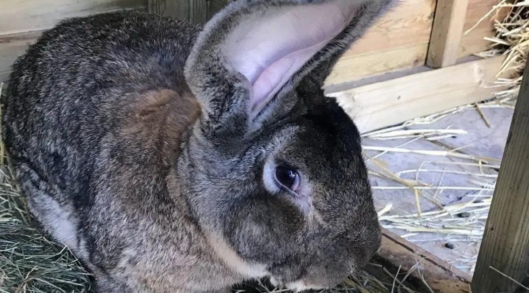 Kelinci Terbesar di Dunia Dicuri dari Kebun, Polisi Buru Pelaku