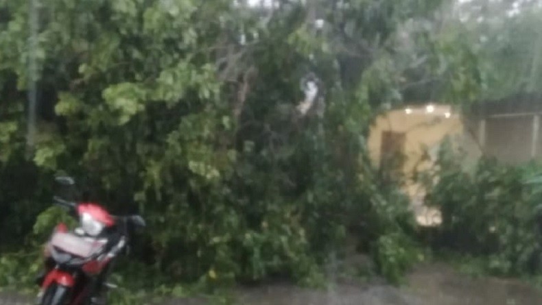 Hujan Disertai Angin Kencang di Jakarta, Pohon Tumbang Timpa Mobil Fortuner