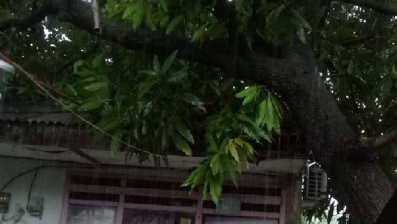 Hujan Deras, Pohon Tumbang Timpa Rumah Warga di Kembangan