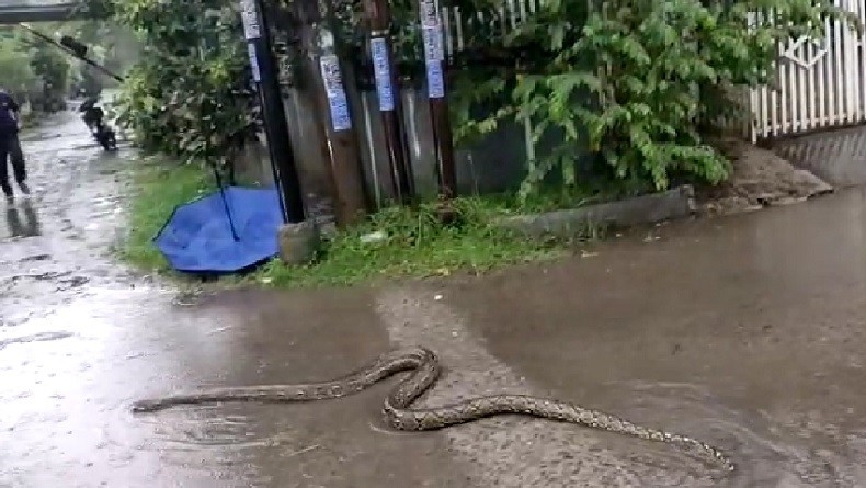 Tangerang Hujan Deras, Ular 4 Meter Merayap di Tengah Jalan Kagetkan Pengendara Motor