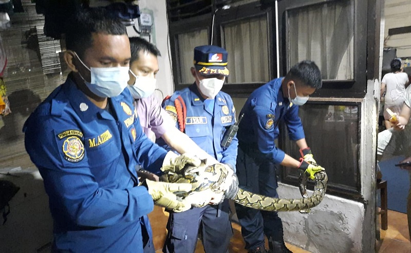 Ular Sanca 2,5 Meter Masuk Rumah, Warga Cipete Jaksel Geger