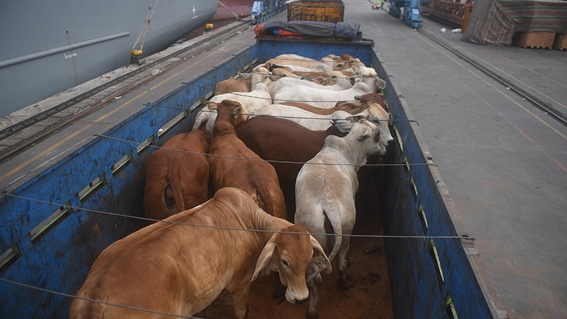 Susul Indonesia, Malaysia Juga Setop Impor Sapi dari Australia