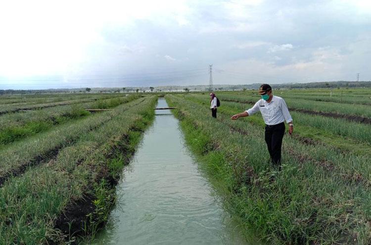 Adopsi Sistem Surjan, Petani Kulonprogo Sukses Kembangkan Mina Bawang 