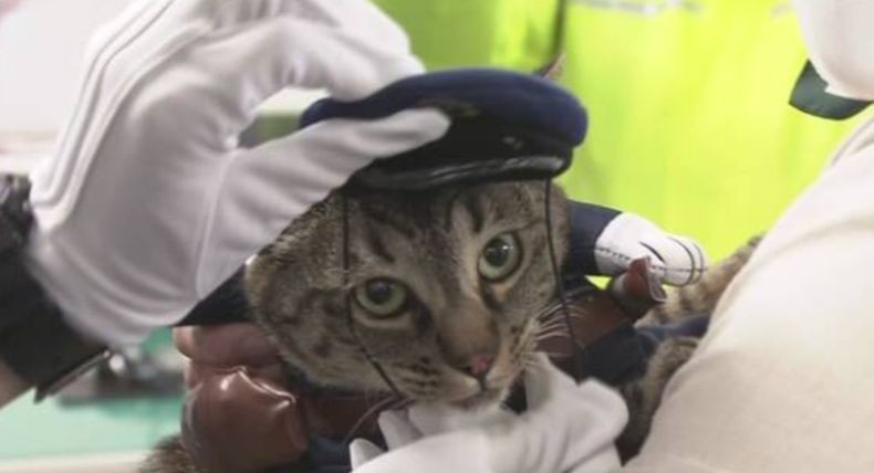 Tolong Kakek Tercebur ke Selokan, Kucing Ini Didapuk Jadi Kepala Kepolisian Kota 