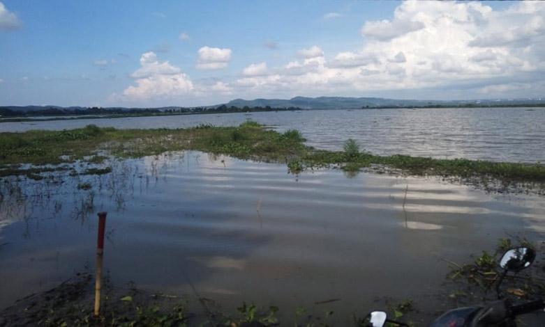 Danau Rawa Pening Meluap, Puluhan Hektare Sawah Terendam Air