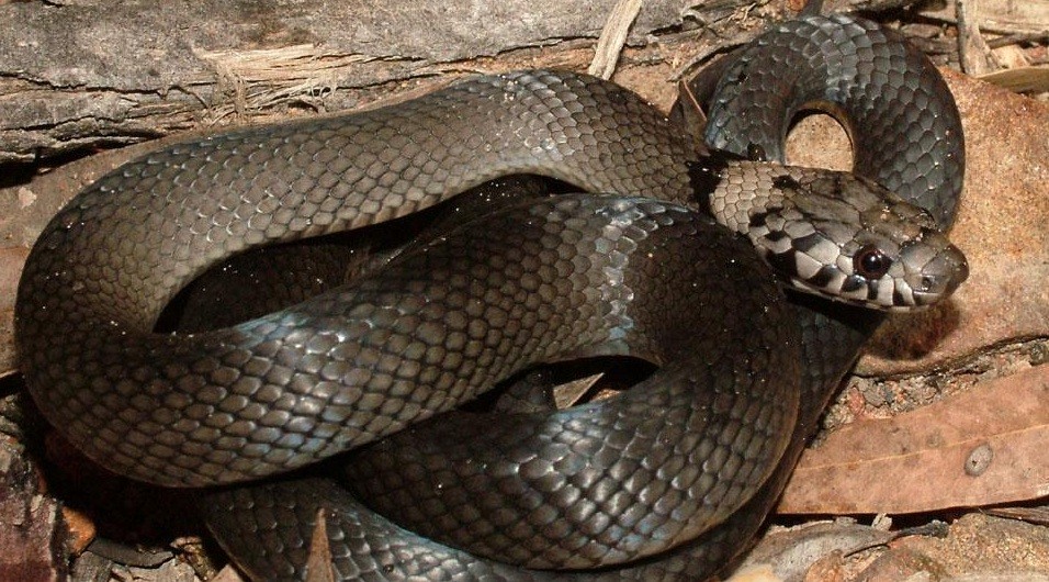 Pria Ini Panik, Beli Selada Ternyata Ada Ular Berbisa di Dalamnya