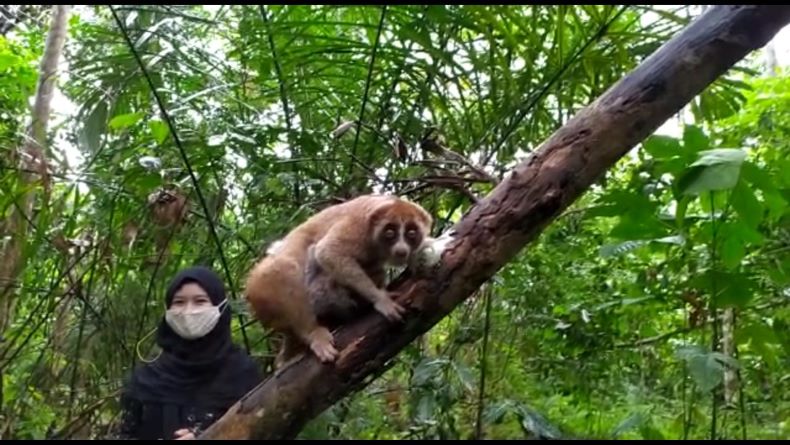 Alobi Foundation Kembalikan Induk dan Anak Kukang ke Habitatnya