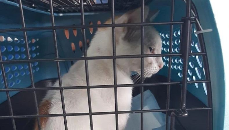 Seekor Kucing Diamankan karena Coba Selundupkan Narkoba ke Penjara