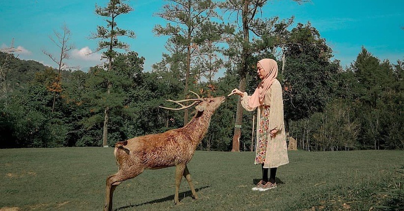 Tips Wisata di Taman Penangkaran Rusa Bogor, Keren Banyak Spot Instagramable