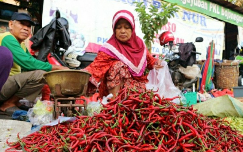 Harga Cabai di OKU Sumsel Turun Drastis, Ini Penyebabnya