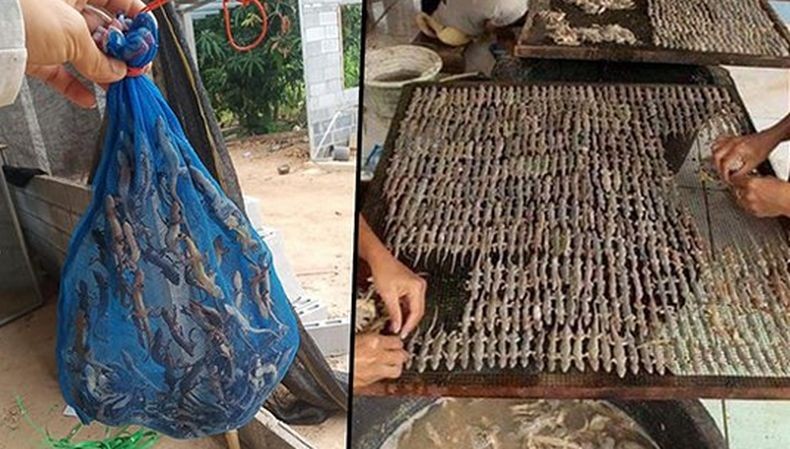 Pria Ini Jadi Jutawan dari Bisnis Cicak