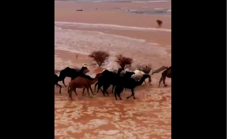 Viral Video Kawanan Unta Terjang Banjir Bandang di Tengah Gurun Arab Saudi