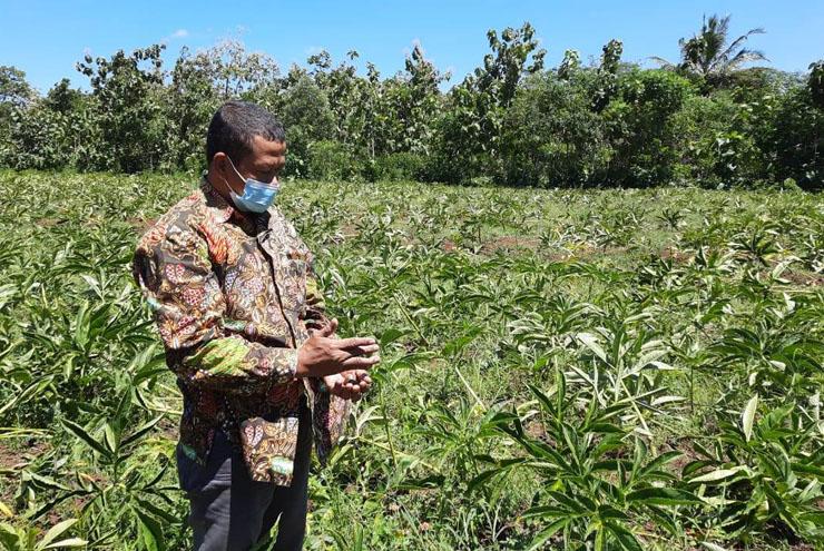  Manfaatkan Lahan Tandus, Petani Gunungkidul Mulai Kembangkan Tanaman Porang