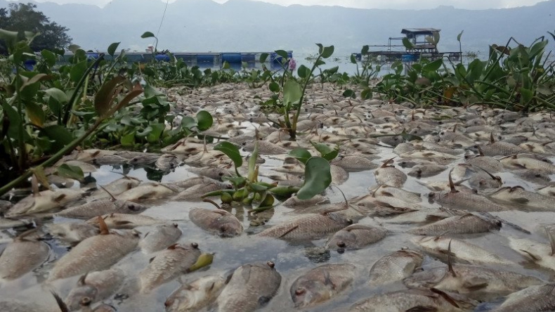 Petani di Agam Pilu, 10 Ton Ikan Nila dan Majalaya Mati Mendadak