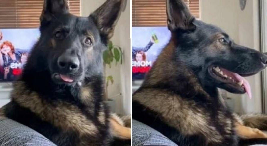 Viral, Eks Anjing Pelacak Tunjukkan Reaksi Mengejutkan saat Dengar Kata 'Kokain'