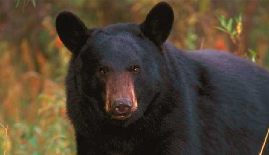 Tragis! Perempuan Dimangsa Satu Keluarga Beruang saat Jalan-Jalan di Gunung