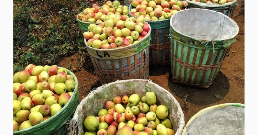 Ide Liburan di Malang, Asyik Bisa Petik Apel di Kebun hingga Lihat Pantai 3 Warna
