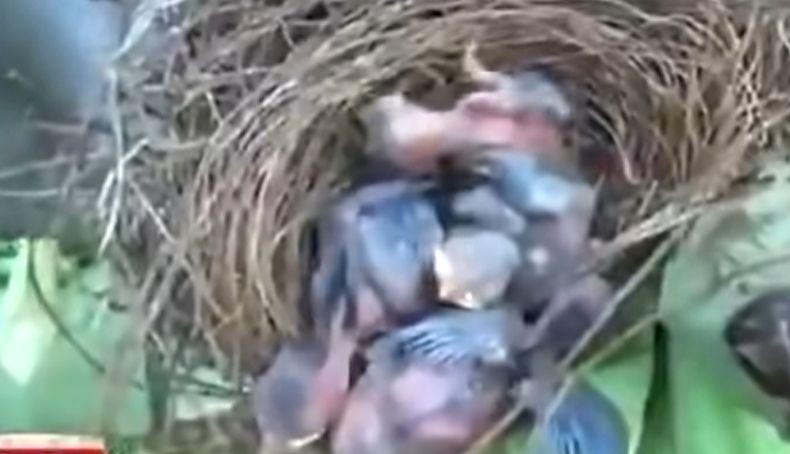 Takjub, Kawanan Gajah Hancurkan Kebun Pisang Sisakan 1 Pohon yang Ada Sarang Burung